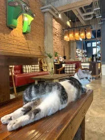 Suneta Hostel Chiangmai - Lobby