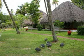 Marari Beach Resort Alleppey - A CGH Earth Experience - Vue de la chambre