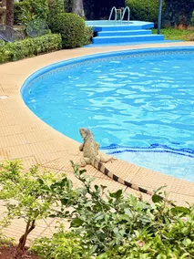 Hotel Villa Acacia - Pool