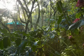Dream Catcher Plantation Resort - Vue de la chambre
