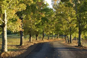 Clarendon Forest Retreat - Entrée intérieure