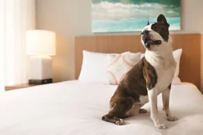 Hyatt House Virginia Beach / Oceanfront - Chambre