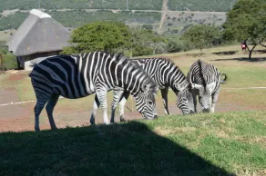 Jbay Zebra Lodge - Reception