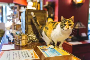 The Common Man Inn & Lodge, Plymouth - Réception