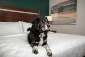 Holiday Inn & Suites Durango Downtown by IHG - Chambre