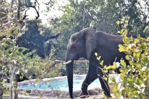 Baluleni Safari Lodge - Pool