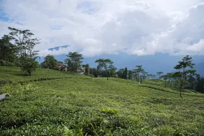 Gaden Homestay Rangli - Divers
