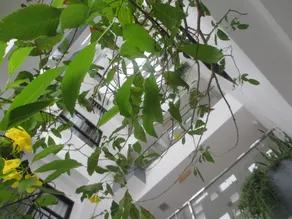 Ale Nha Trang Hotel - Udsigt fra værelset