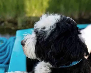 5 Star Stunning Houseboat, no Experience Required! Enjoy the Most Romantic Trip! - Pet-friendly