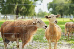 Pet the Sheep! Rural & Spacious Polk City Retreat - Interiør