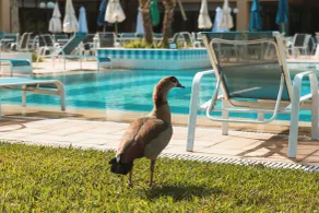Villa Itaipava Resort & Conventions - Pool