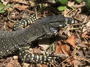 Daintree Crocodylus - Rezeption