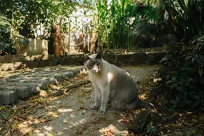 Casa Santi H - Animaux de compagnie acceptés