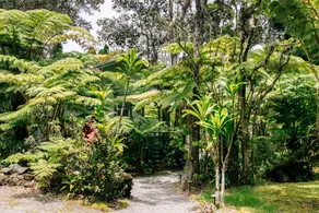 Kilauea Lodge and Restaurant - Vue de la chambre