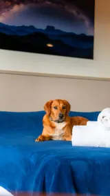 Surya-Pan Refúgio Hotel - Super Pet Friendly - Zimmer