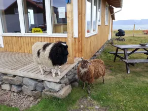 Hænuvík Cottages - Reception
