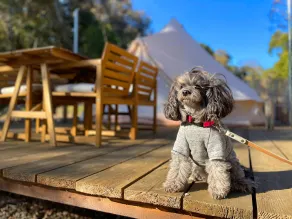 Couscous Glamping Manazuru - Ocean View BBQ Stay near Hakone - Room