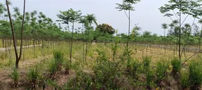 Aalia Jungle Retreat and Spa, Bandarjudh, Haridwar - Araiya Anthology - View from room