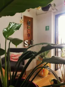 Santa Josefita - Réception