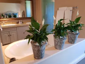 Cabriere d'Afrique Luxury Villa - Baño