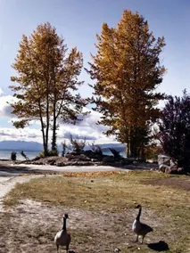 Tahoe Sands Resort - Jardines del alojamiento