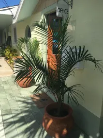 An Island Getaway at Palm Tree Villas - Réception