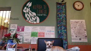 Hierba De Conejo Hostel - Reception