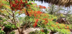 Bahati Villa - View from room
