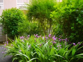 Hotel Kuki - Jardin