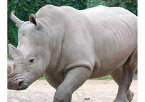 The Rhinos 4 - Rom