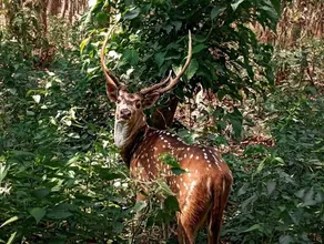Kings jungle safari & Culture home stay - Exterior