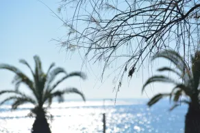 Apartments Dimitra - Piscine