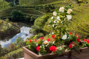 Vila Gale Douro Vineyards - Vistas desde la habitación