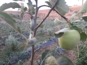 Auberge jnane dar diafa se trouve au centre de tamegrouteface de la bibiotheque - Jardín