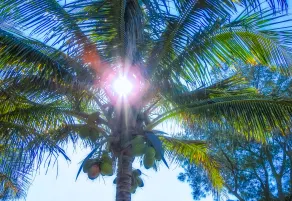 Casey Key Resorts - Beachfront - Vue de la chambre