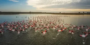 Evita Flamingo - Diverse