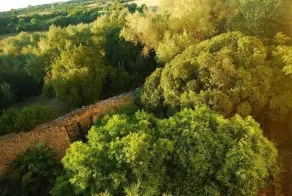 Agroturismo Son Sant Andreu - Udsigt fra værelset