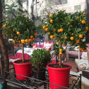 Hotel Gabbia D'Oro - Restaurant