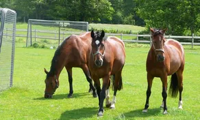Ponyhof Naeve am Wittensee - Horseback riding