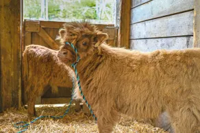 Tiny Home w/ Hot Tub & Mini Highland Cows! - Innvendig