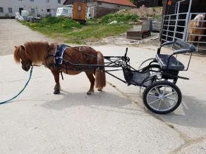 Pferdefreunde Loberhof - Aktiviteter for barn