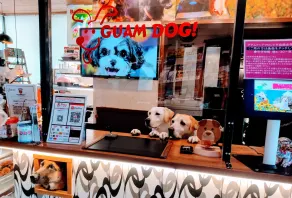 Hakone Gora Guam Dog - Reception