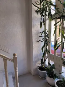 Omir Bed & Breakfast - Reception