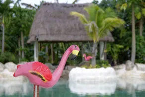Coco Resort & Villas - Pool