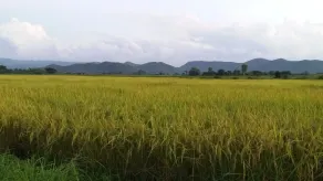 Baan Saun Homestay by Lamyai Khunmae - Overnatningsstedets område