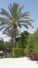 Villa Dr. Atef Darwish - Chambre