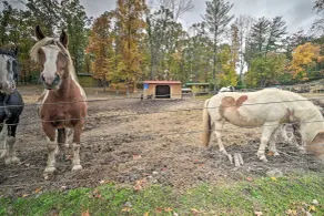 ‘John Wayne' Apartment - Deck, BBQ, Horses On-Site - Parte interna