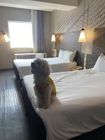 Ibis Mexico Tlalnepantla - Chambre