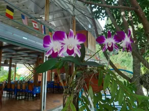 CAT BA PARK HOMESTAY - Restaurante