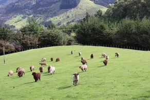 Snowberry Cottage at Lochsloy Farm Little River - Fitnessfaciliteter